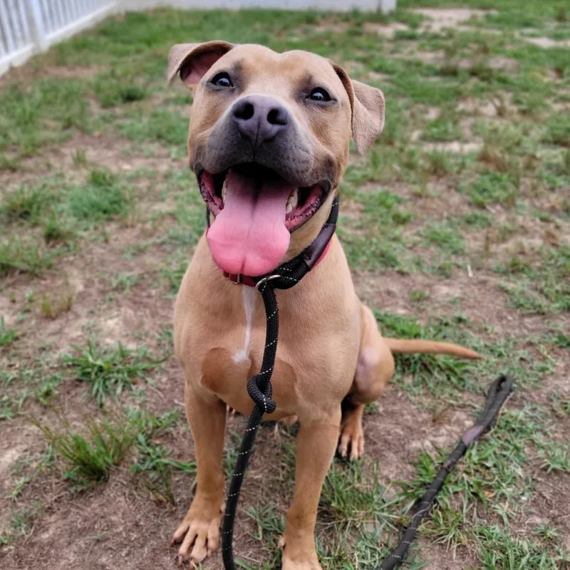 An adult medium-sized male Yellow / Tan / Blond / Fawn Mixed Breed dog named Justin for adoption in Fredericksburg, VA