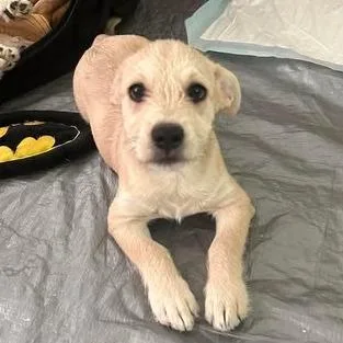 A baby medium-sized male Yellow / Tan / Blond / Fawn Wirehaired Terrier dog named Chevy Lee for adoption in Overland Park, KS
