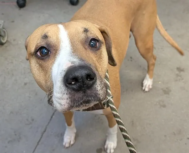An adult small-sized female Pit Bull Terrier dog named Hazel for adoption in Tucson, AZ