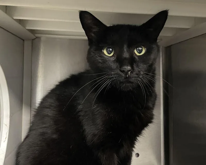A senior medium-sized female Domestic Short Hair cat named GeGe for adoption in Jackson, MI