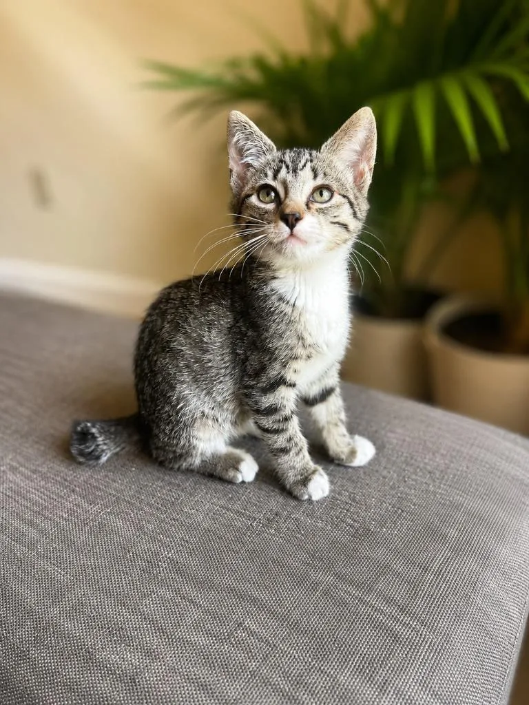 A baby small-sized female Domestic Short Hair cat named Hot Wheels for adoption in Sebastian, FL
