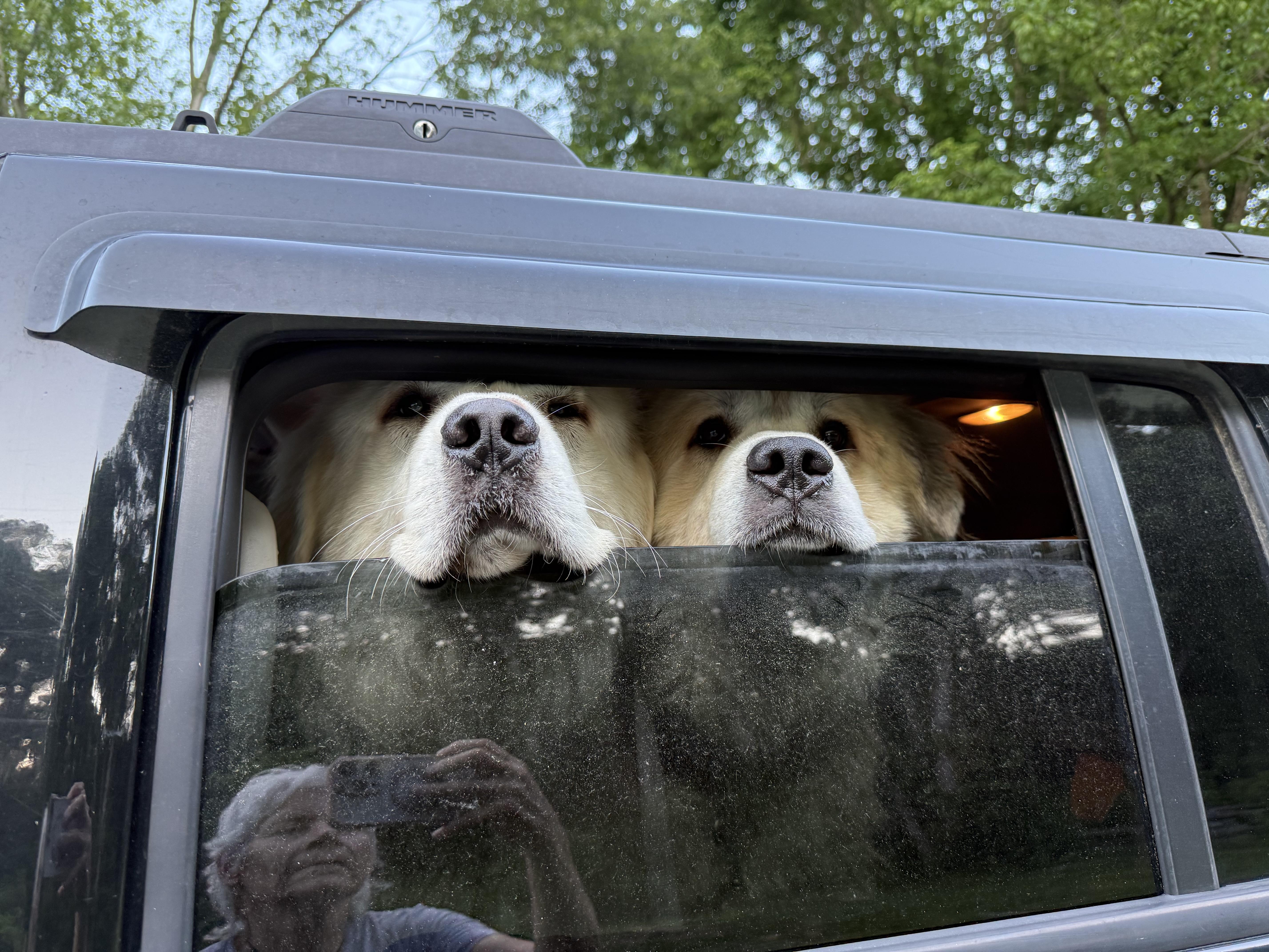An adult large-sized male White / Cream Great Pyrenees dog named Koga and Yuki for adoption in Bakersville, NC