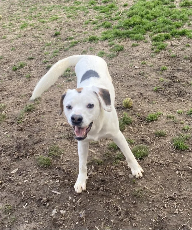 A young medium-sized male Labrador Retriever dog named Camembert for adoption in Little Rock, AR