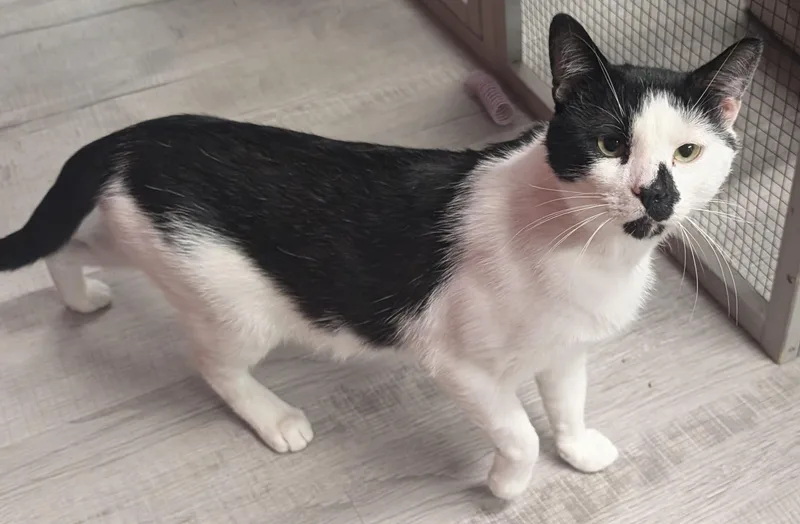 A young medium-sized male Black & White / Tuxedo Domestic Short Hair cat named Rory for adoption in Chuckey, TN