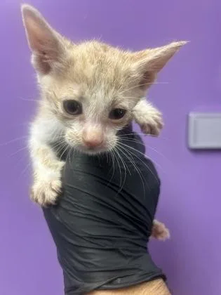 A baby small-sized male Orange / Red Domestic Short Hair cat named 61128355 for adoption in El Paso, TX