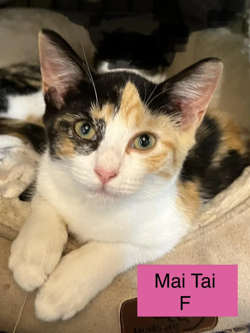 A baby small-sized female Domestic Short Hair cat named Mai Tai for adoption in Sneads Ferry, NC