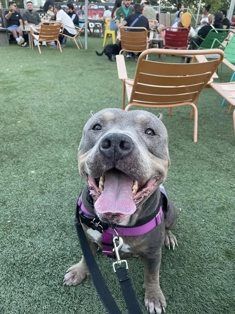 An adult large-sized male Pit Bull Terrier dog named Taylor for adoption in Sacramento, CA