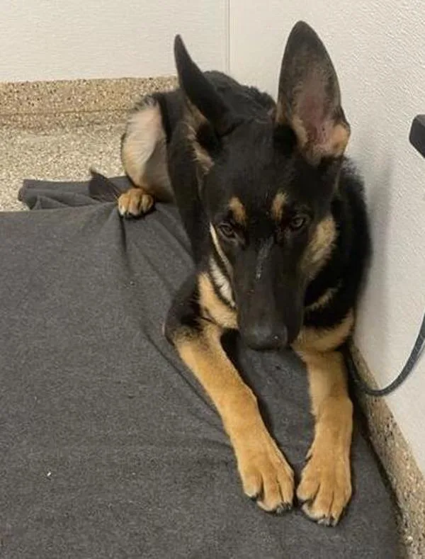 A young medium-sized female German Shepherd Dog dog named Calliope for adoption in Vancouver, WA