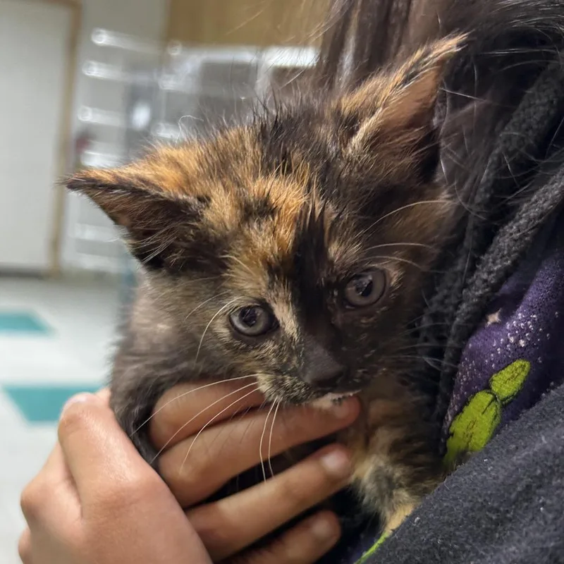 A baby small-sized female Tortoiseshell Domestic Short Hair cat named Lilly for adoption in Leander, TX