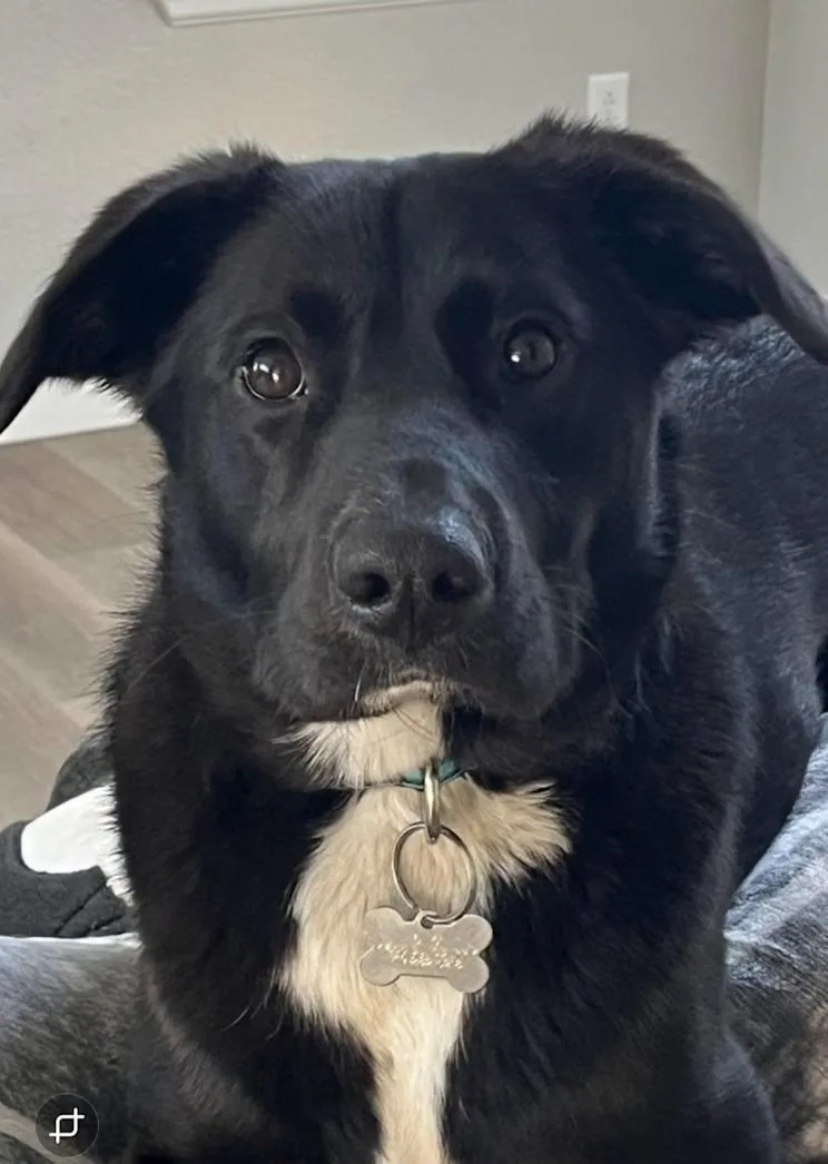 An adult medium-sized male Black Labrador Retriever dog named Onyx  smart and for adoption in Boulder, CO