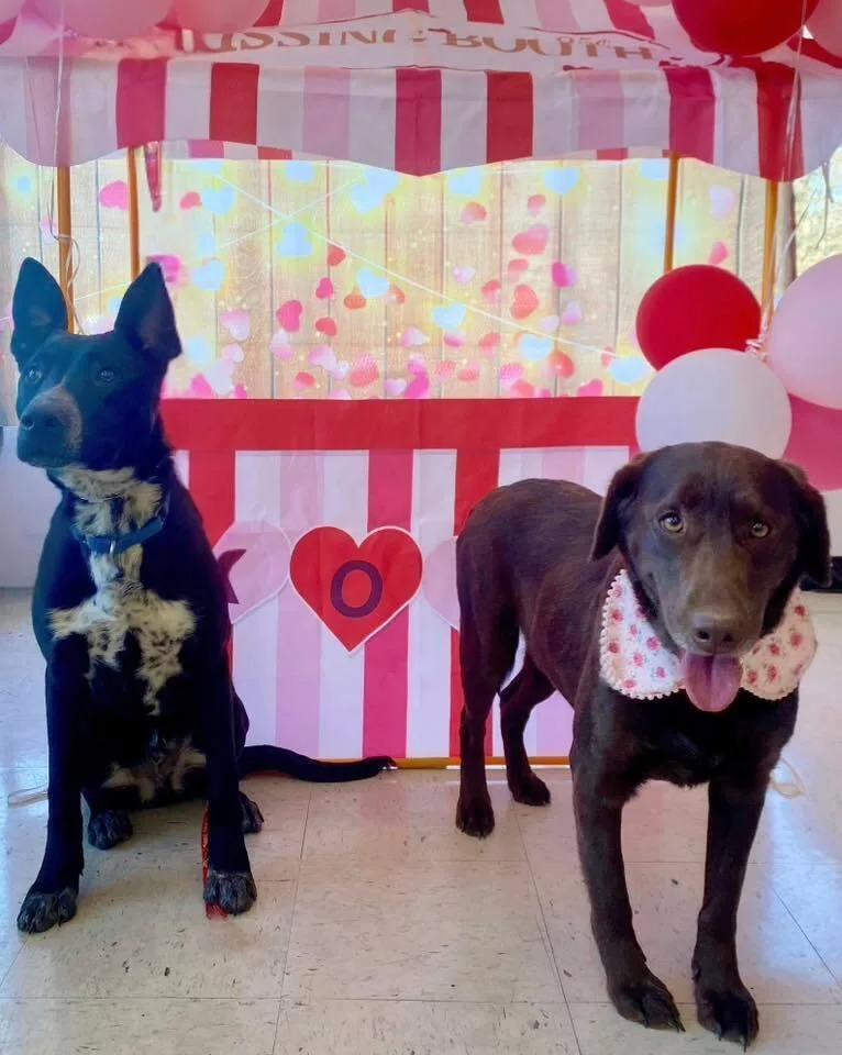 Truffles thumbnail 3