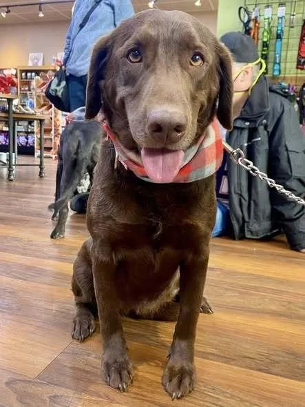 Truffles thumbnail 4