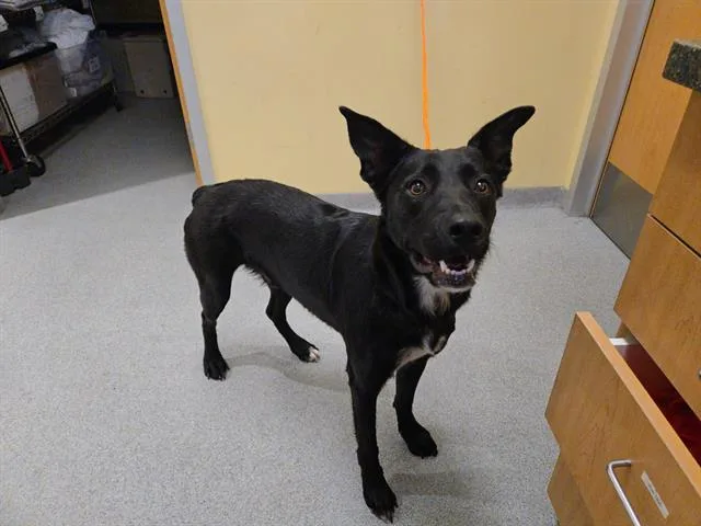 A young large-sized male Border Collie dog named Logan for adoption in Tustin, CA