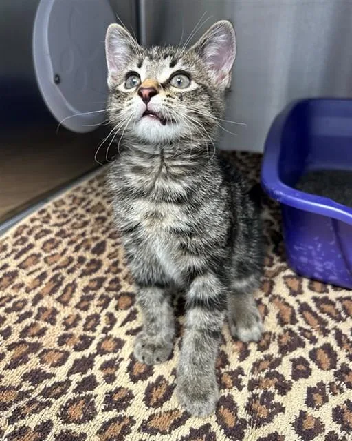 A baby small-sized male Domestic Short Hair cat named Pocket for adoption in Geneva, IL