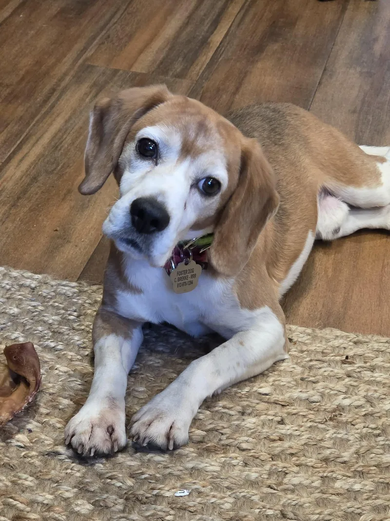 An adult small-sized male Beagle dog named Judd for adoption in Crystal, MN