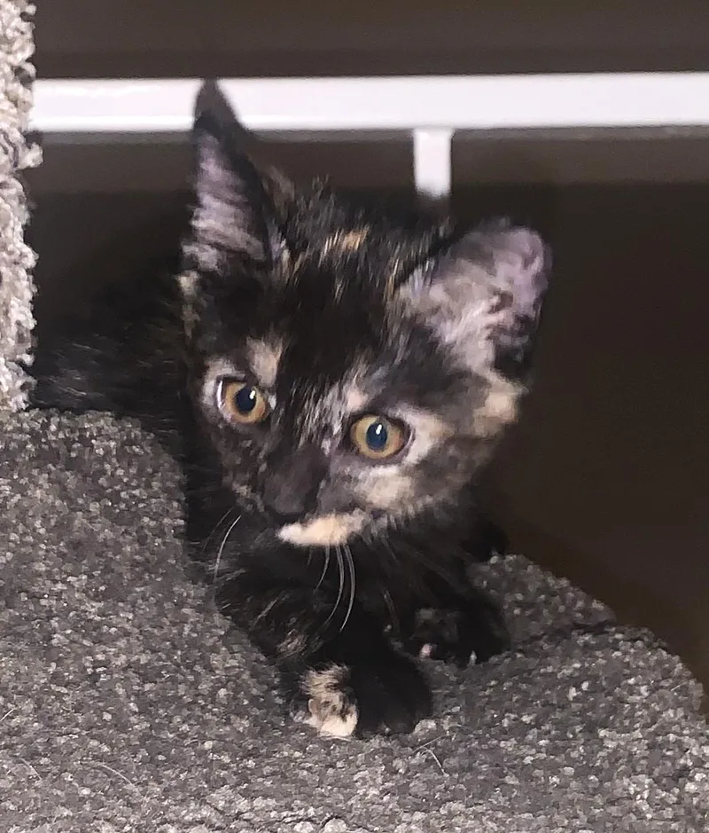 A baby small-sized female Tortoiseshell cat named Melody for adoption in Burbank, CA
