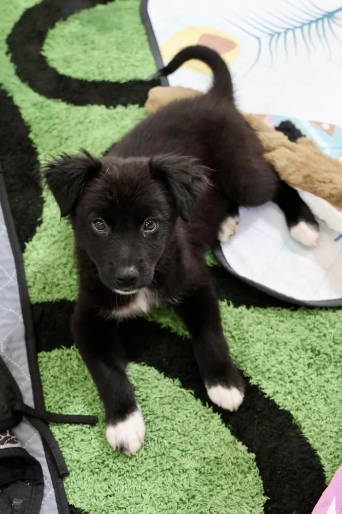 A baby small-sized female Black Chihuahua dog named Charlotte for adoption in TUCSON, AZ