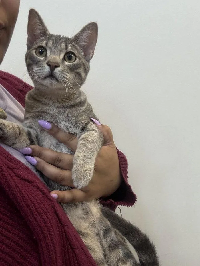 A young small-sized male Domestic Short Hair cat named Kepler for adoption in Hilton Head Island, SC