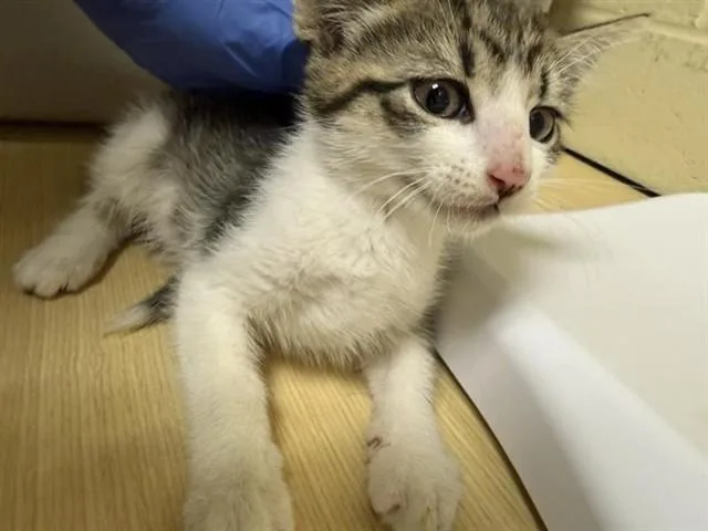 A baby small-sized male Domestic Short Hair cat named A for adoption in Sacramento, CA