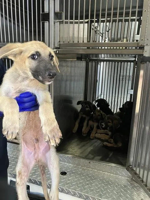 A baby large-sized male Mixed Breed dog named Buddy for adoption in Dallas, TX
