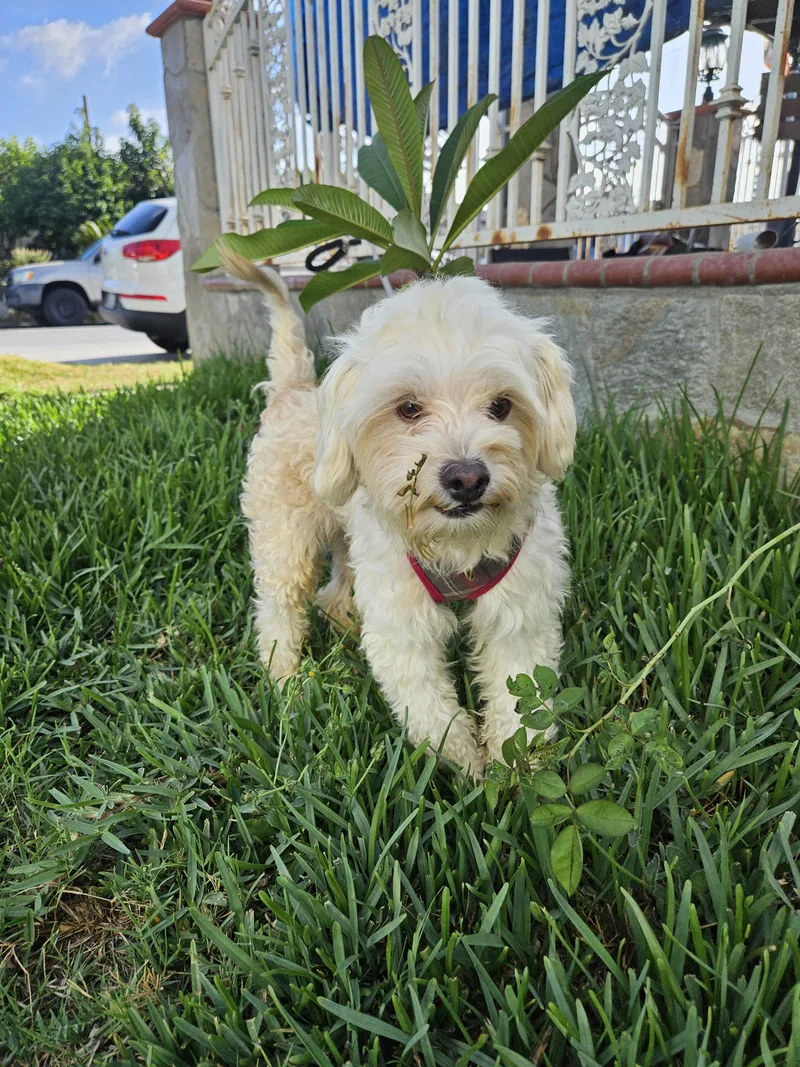 Max