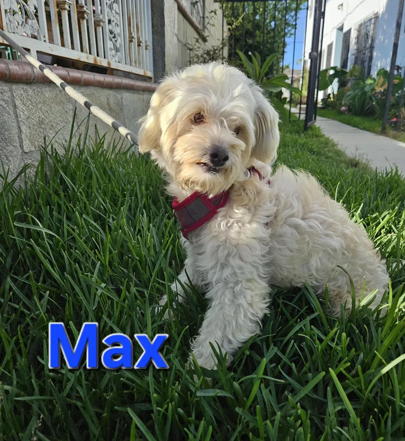 Max thumbnail 3