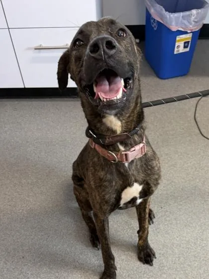 An adult large-sized female Mixed Breed dog named Eliza for adoption in West Chester, PA