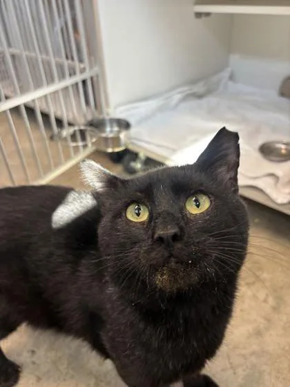 An adult small-sized male Domestic Short Hair cat named Toons for adoption in Manteo, NC
