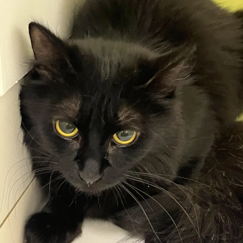 An adult small-sized female Black Domestic Medium Hair cat named Kiki for adoption in Temecula, CA