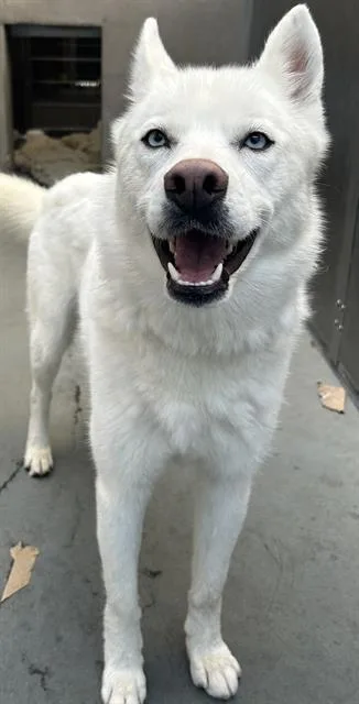Coco