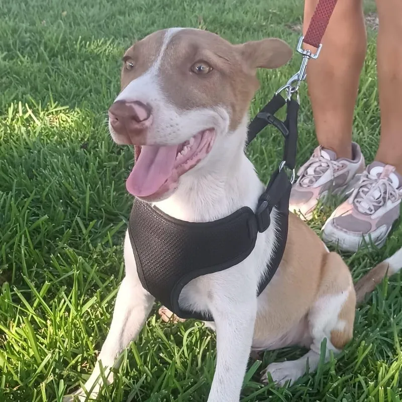 A baby medium-sized male Whippet dog named Eliot for adoption in Orange, CA