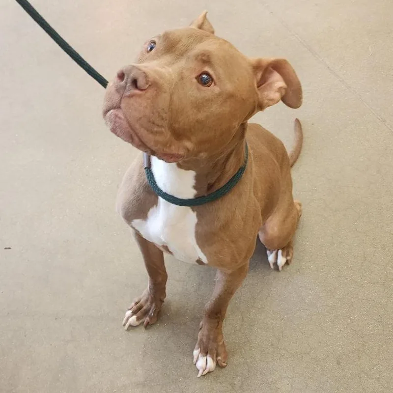 An adult large-sized male Brown / Chocolate Pit Bull Terrier dog named Koda for adoption in York, PA