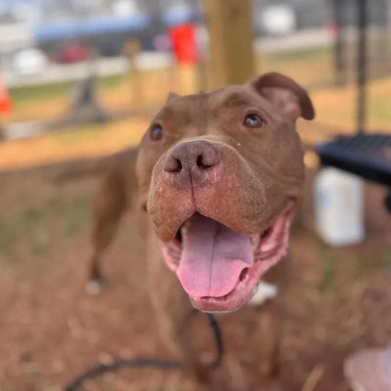 Koda thumbnail 4