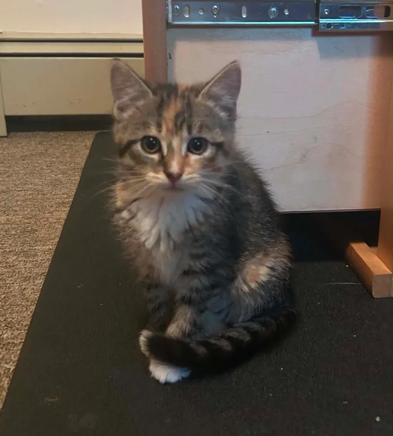 A baby medium-sized female Domestic Long Hair cat named Fancy Feast for adoption in Gorham, ME