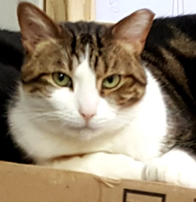 Bupp The Zapp thumbnail 3