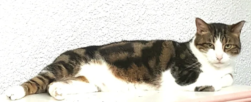 Bupp The Zapp thumbnail 4