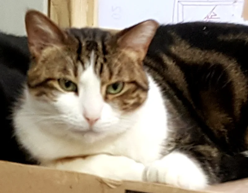 Bupp The Zapp thumbnail 5