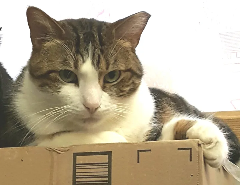 Bupp The Zapp thumbnail 6