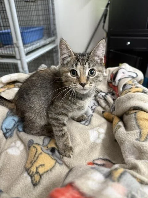 A baby medium-sized female Tabby (Gray / Blue / Silver) Domestic Short Hair cat named Kaci for adoption in Millerstown, PA