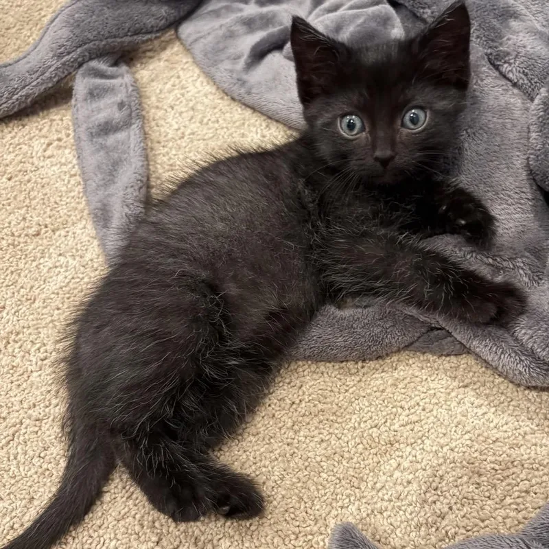 A baby small-sized male Black Domestic Short Hair cat named Griffin for adoption in Potomac, MD