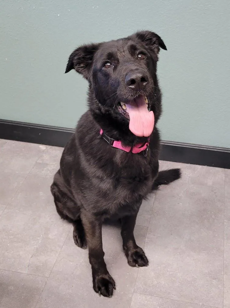 An adult large-sized female Black German Shepherd Dog named Bella for adoption in Lisbon, OH