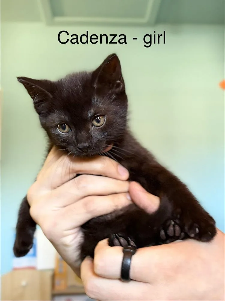 A baby medium-sized female Black Domestic Short Hair cat named Cadenza for adoption in Clinton Township, MI