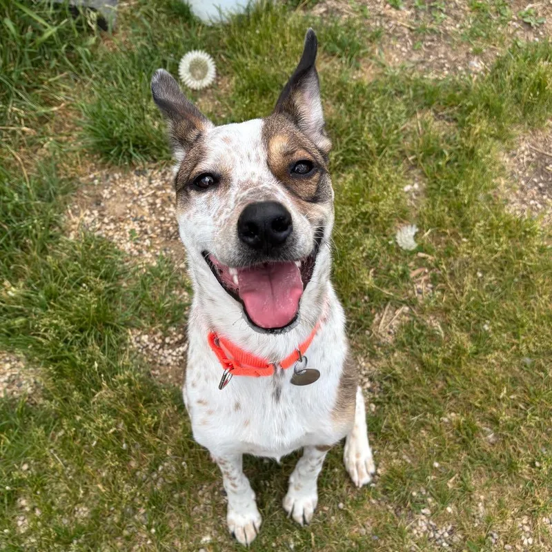 An adult medium-sized male Brown / Chocolate Cattle Dog dog named Ace for adoption in Brookfield, WI