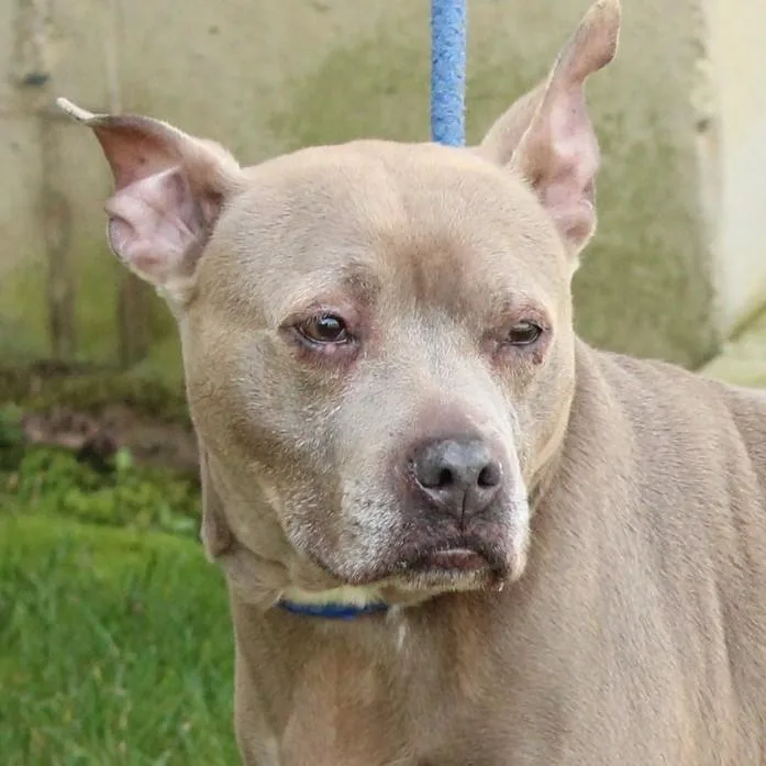 An adult medium-sized female Apricot / Beige Terrier dog named Lady Bug for adoption in Eaton, OH