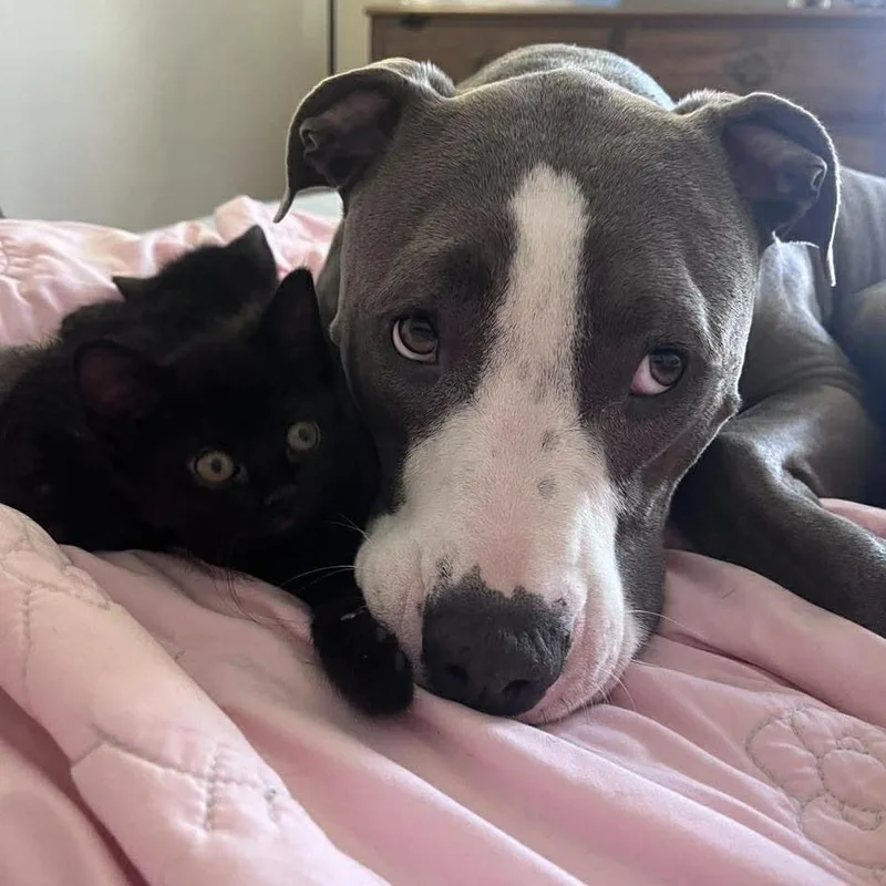 A baby small-sized female Black Domestic Short Hair cat named Tiramisu for adoption in Jarrettsville, MD