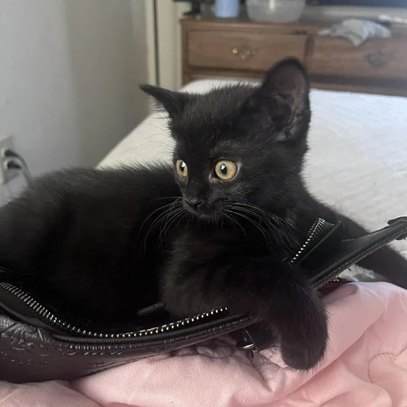 Tiramisu thumbnail 2