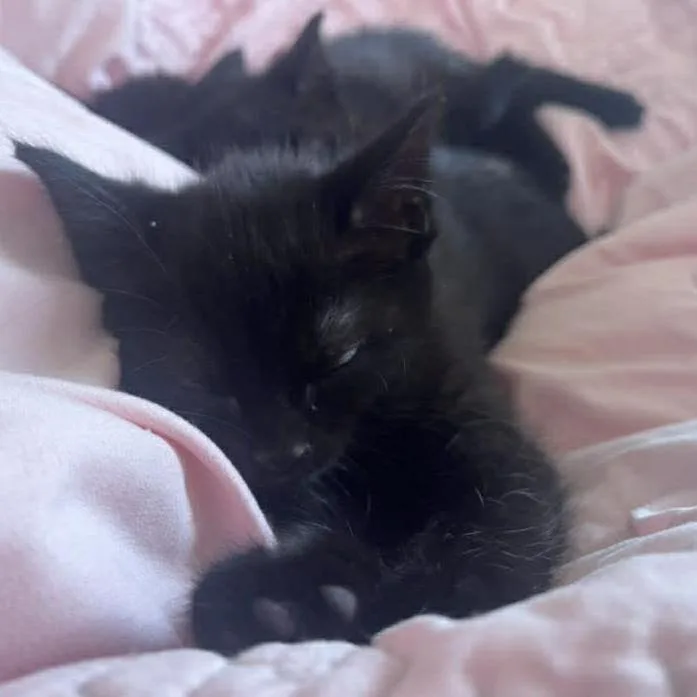 Tiramisu thumbnail 3