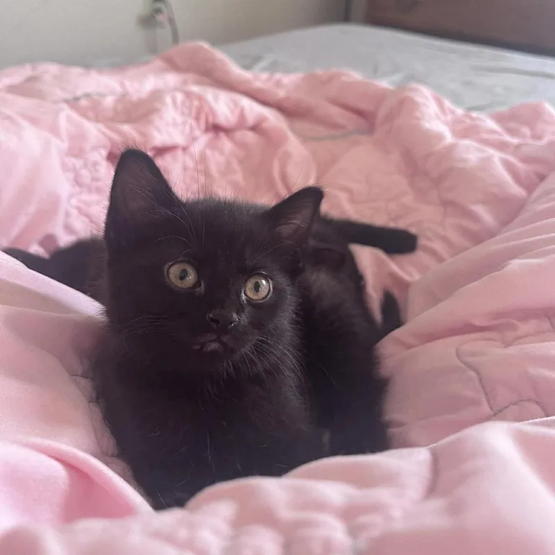 Tiramisu thumbnail 4