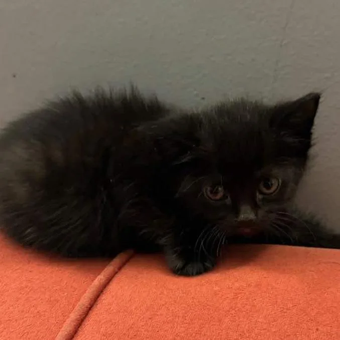 Tiramisu thumbnail 5