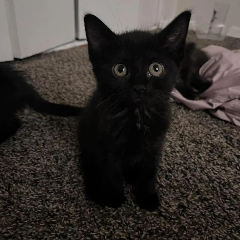 Tiramisu thumbnail 6